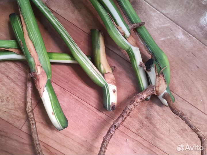 Монстера Альба