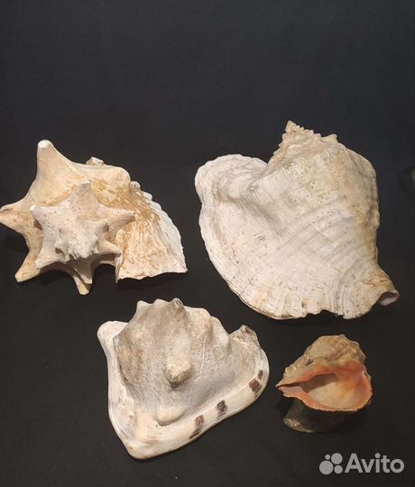Ракушка раковина морская большая
