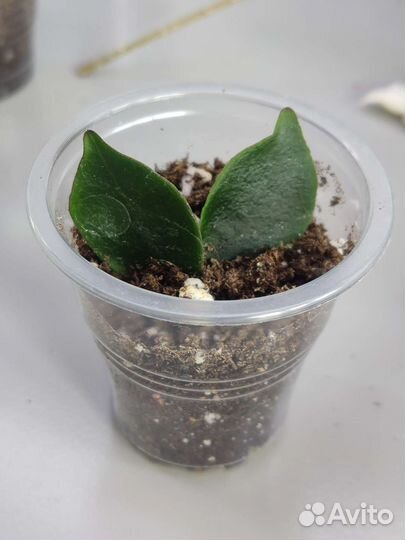 Хойи укорененные