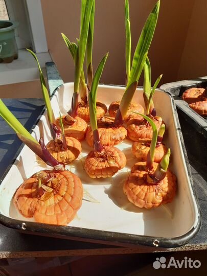 Гладиолусы луковицы
