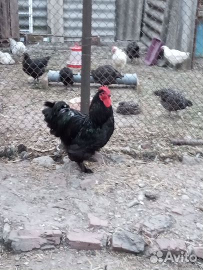 Петухи кохинхин чёрный