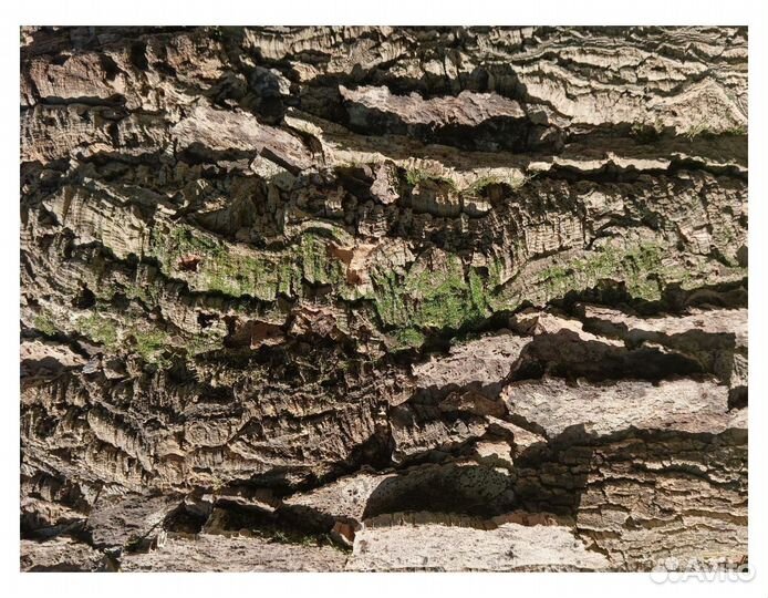 Фон для террариума из пробковой коры