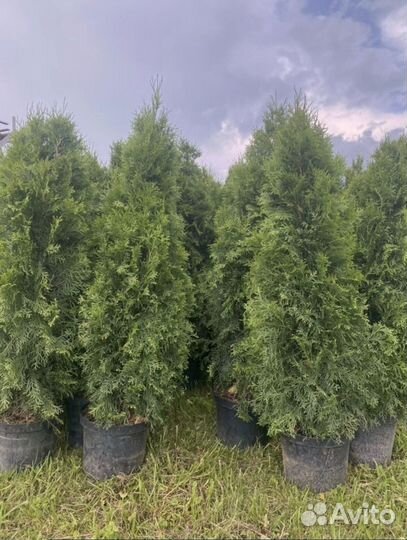 Туя брабант