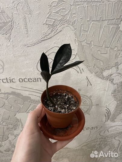 Замиокулькас micro dark