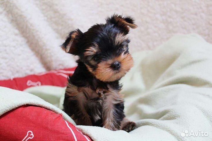 Щенки йоркширского терьера