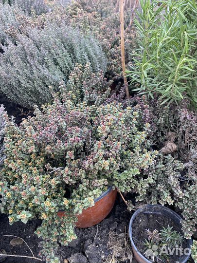 Лаванда, Роза, розы, туя, флокс, тимьян, чабрец