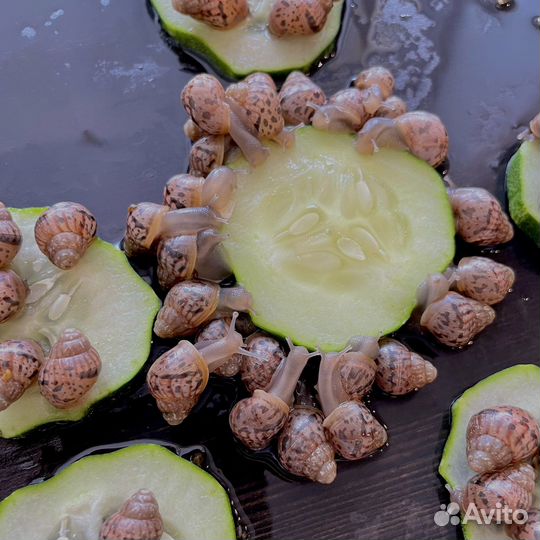 Улитки ахатины