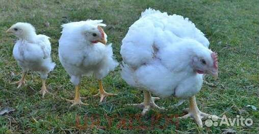 Цыплята, гусята, утята, цесарята, индюшата