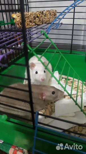 Декоративная крыса