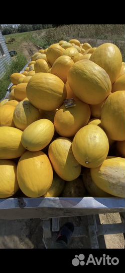 Даня канарская