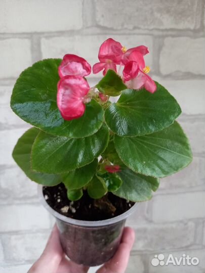 Бегония вечноцветущая