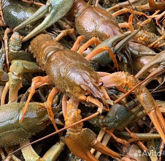 Раки Живые Волжские