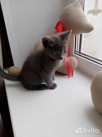 Котята ищут дом