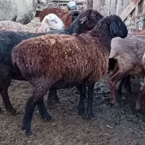 Баранчики ярочки, Келес