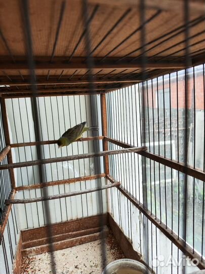 Кенара и канарейки