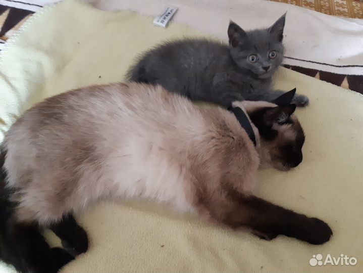 Котенок в добрые руки