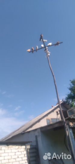 Продам голубей