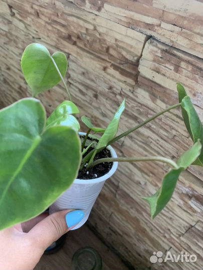 Сингониум и пеперомия