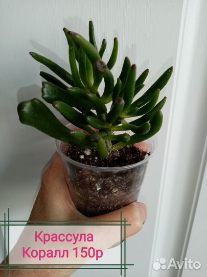 Крассула, Портулакария