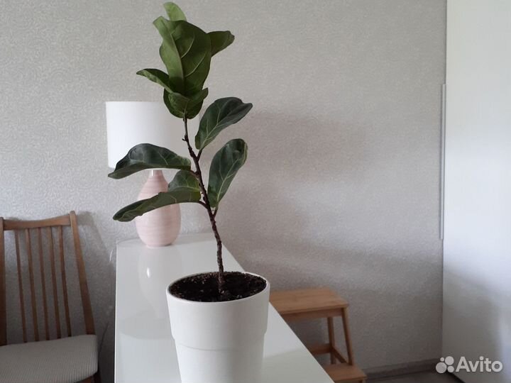 Фикус лирата