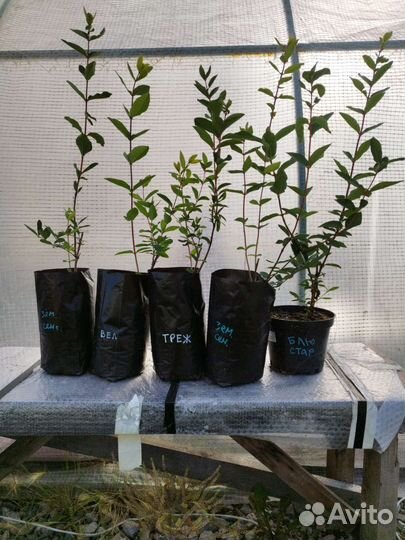 Жимолость Блю Стар, Блю Вельвет,Земл. сенс.2 года