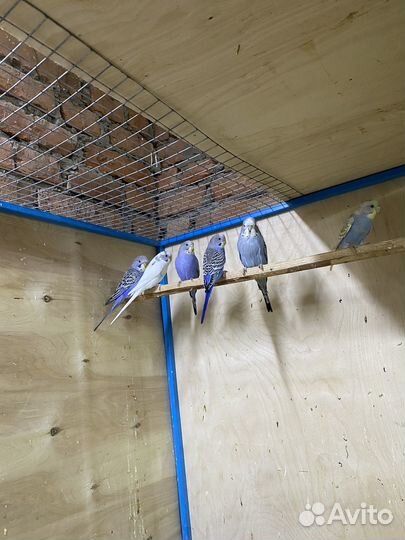 Волнистый попугай