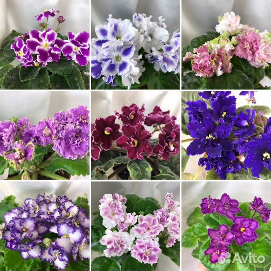 Фиалки, стрептокарпусы, глоксинии