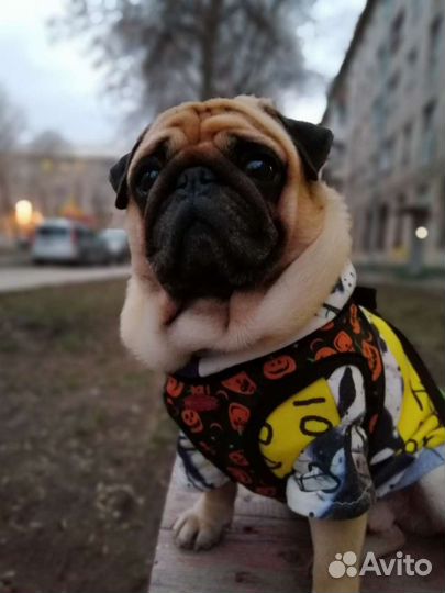 Пошив одежды для собак