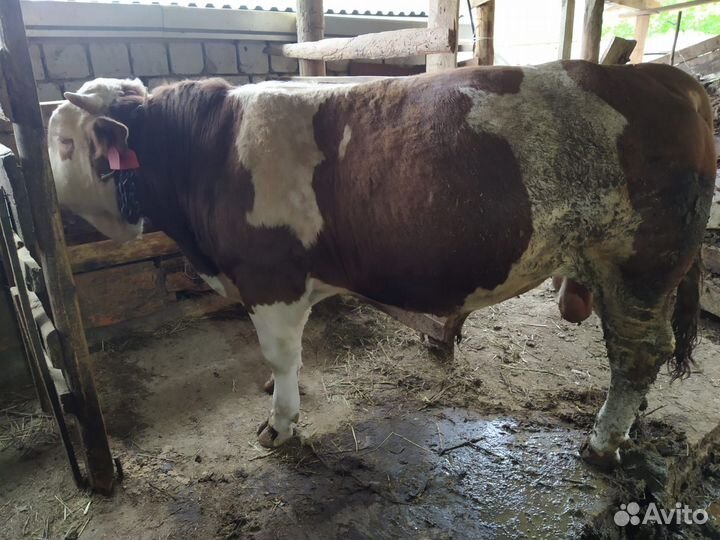 Бык чистый австралийский на племя