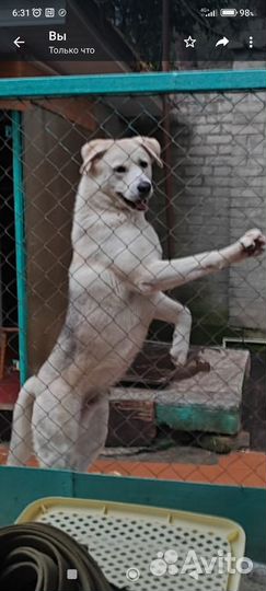 Вязка собак