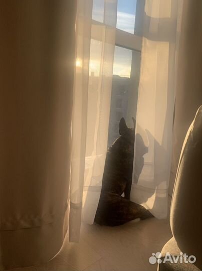 Ищем невесту ) французский бульдог, вязка