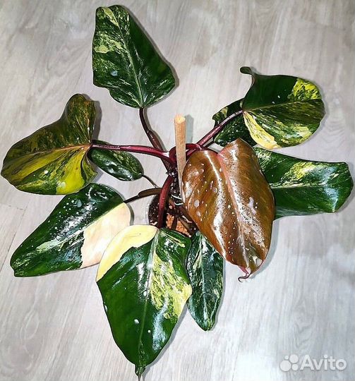 Филодендроны Тай