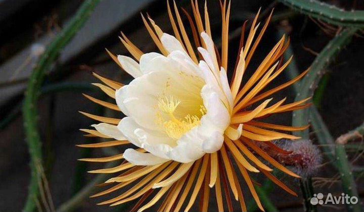 Селенецериус