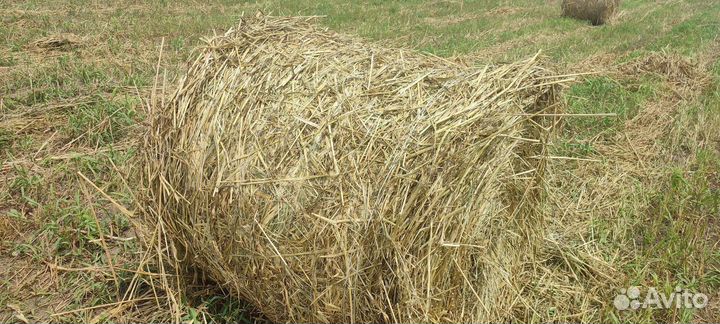 Сено в тюках суданка