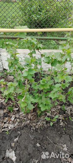 Смородина чёрная