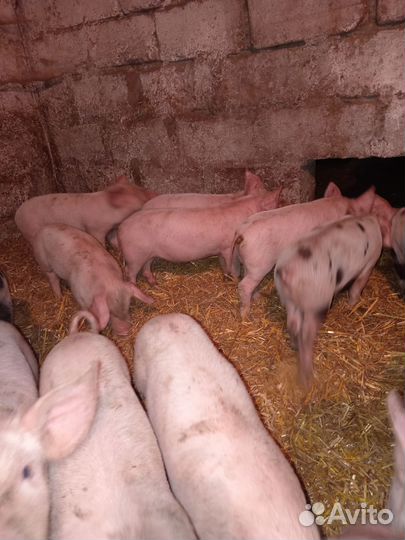 Поросята