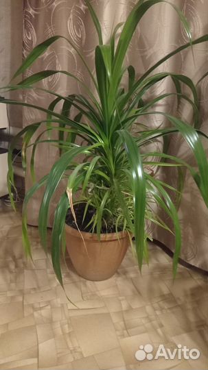 Пальма панданус, взрослое растение не продается