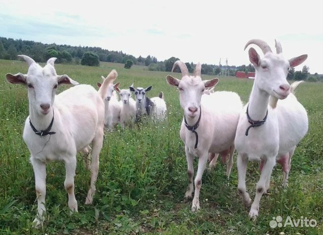 Зааненские козы