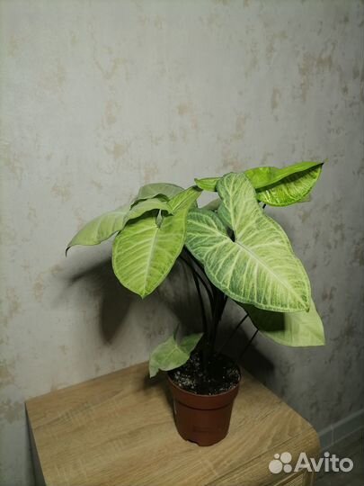 Живые комнатные растения