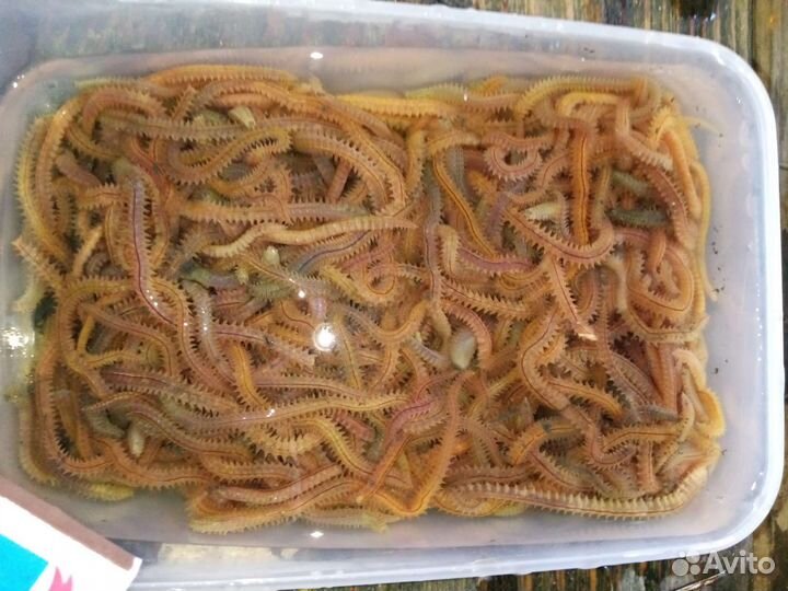 Червь морской