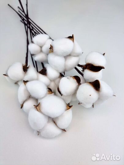 Хлопок сухоцвет для декора 10 веток