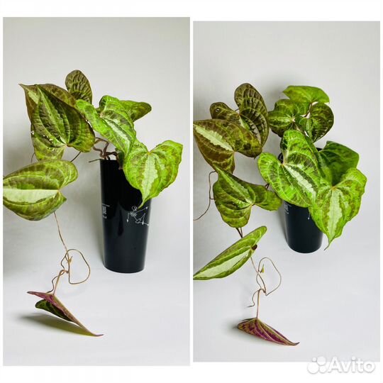 Диоскорея, рипсалис парадокса, церопегия, брейния