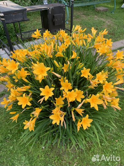 Лилейник оранжевый