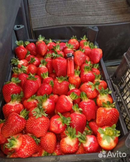 Сбор Клубники.Сборщик в теплицах