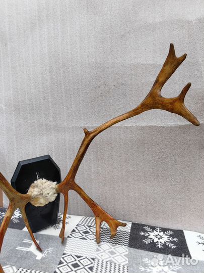 Рога оленя и лося