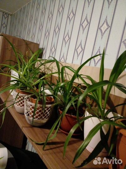 Хлорофитум.продаю без горшков.цена за штуку