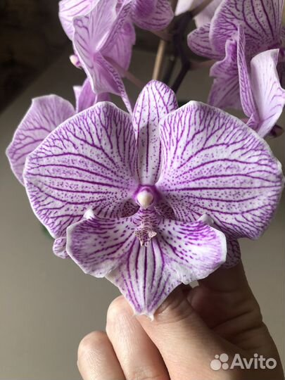 Орхидея биг лип