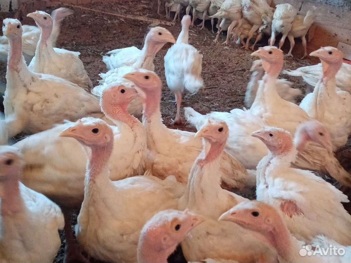 Цыплята бройлеры кобб 500 и росс 308