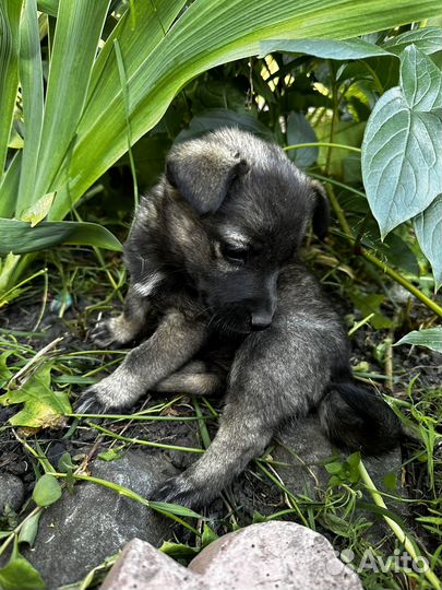 Шенок, девочка 2 мес