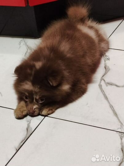 Померанский шпиц